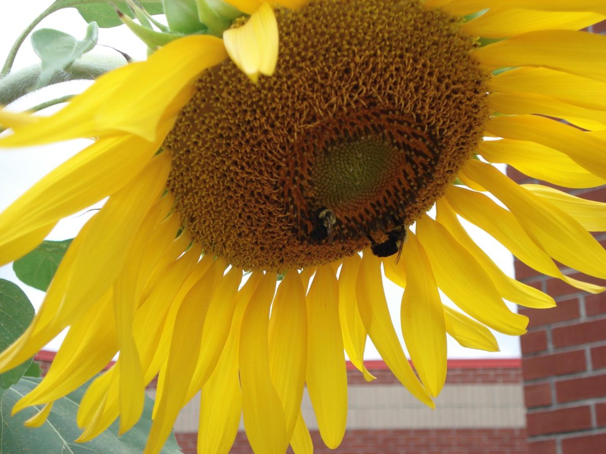 Sunflower1
