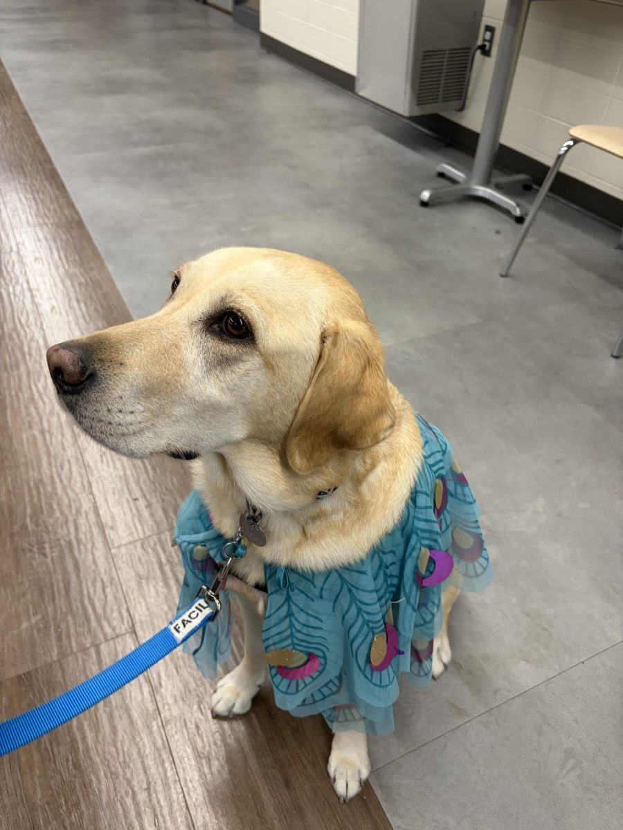 Even Twinkle got dressed up this homecoming. Twinkle put on her best look for everyone at the dance.